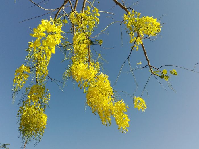 Low angle view of yellow tree against sky