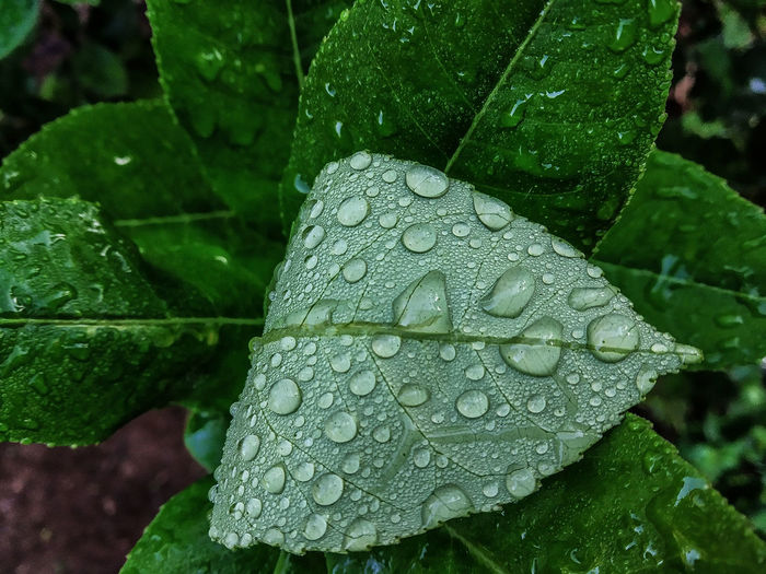 Close-up of wet leaves during rainy season
