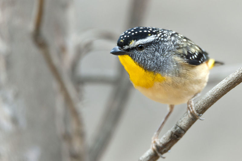 Close-up of bird perching on stick