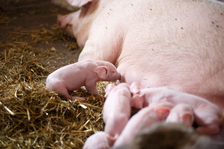 Pig feeding piglet in barn