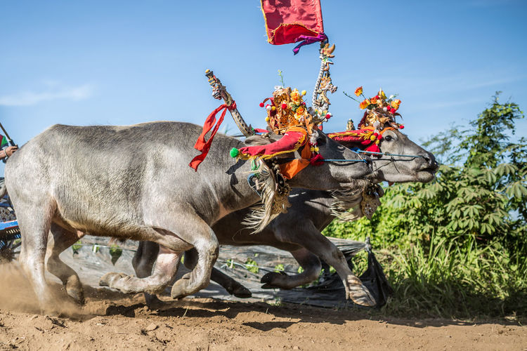 Side view of two buffaloes at traditional race