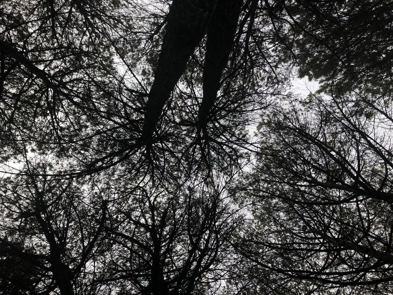 LOW ANGLE VIEW OF SILHOUETTE TREE IN FOREST