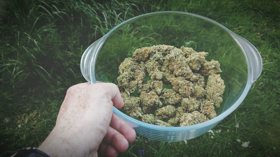 Cropped image of hand holding cannabis in bowl
