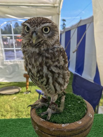 Close-up of owl perching on grass