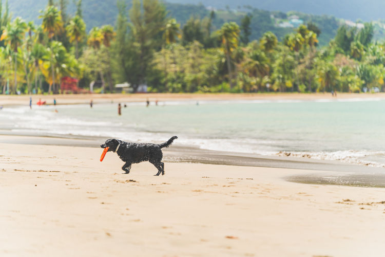 View of a dog on beach