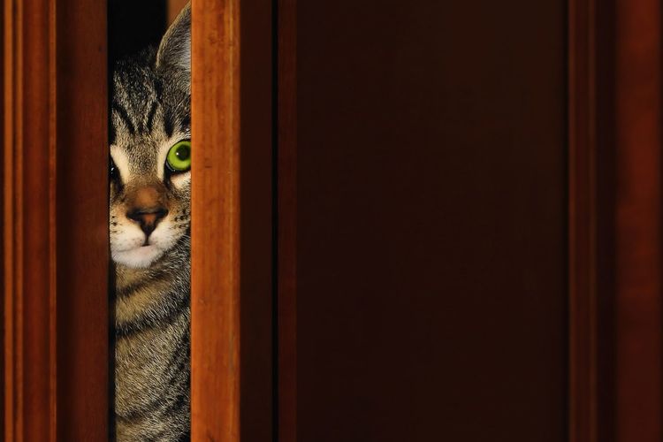 Portrait of cat seen through door