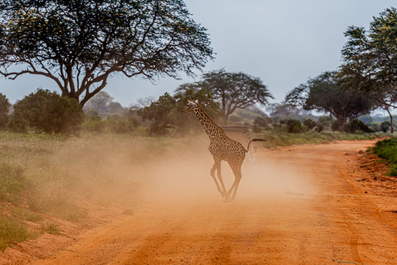 A giraffe crosses the dusty road and hardly visible