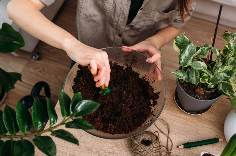 Young woman is transplanting houseplant. spring fertilizer for home flowers