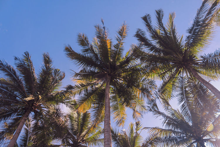 Low angle view of palm trees against sky