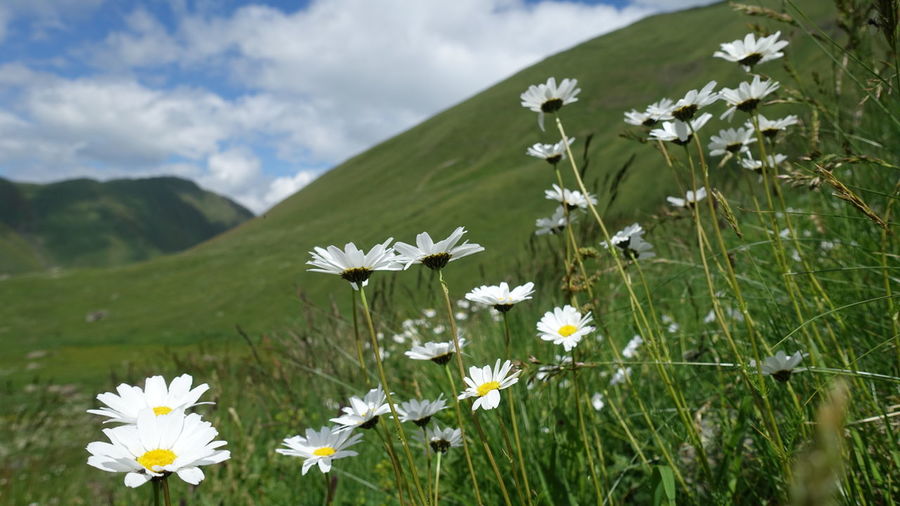 White daisy flowers on field