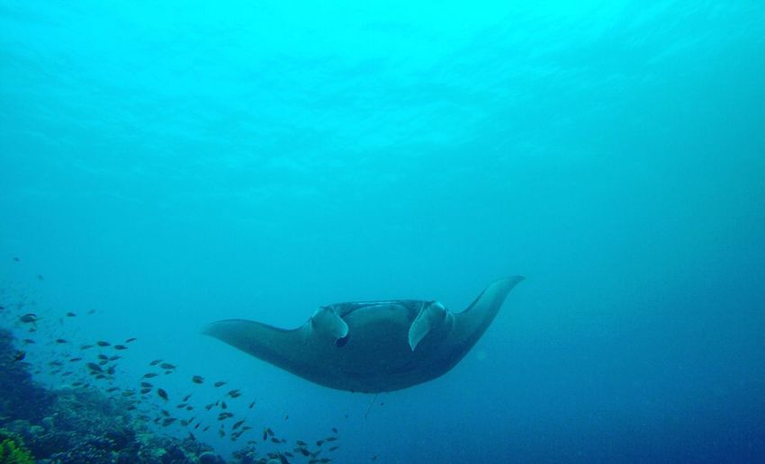 Manta ray swimming in sea