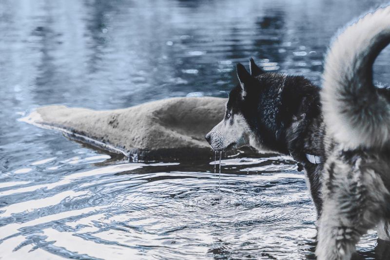 Close-up of dog swimming in lake during winter