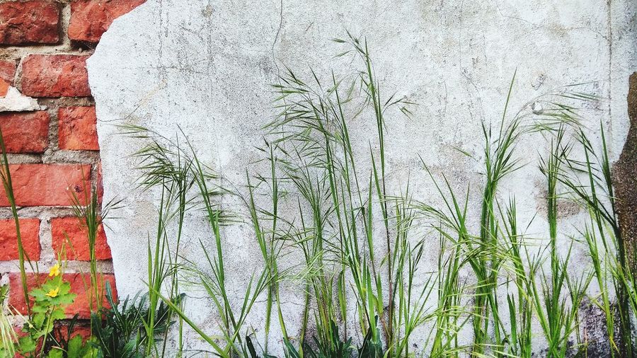 Plants against wall
