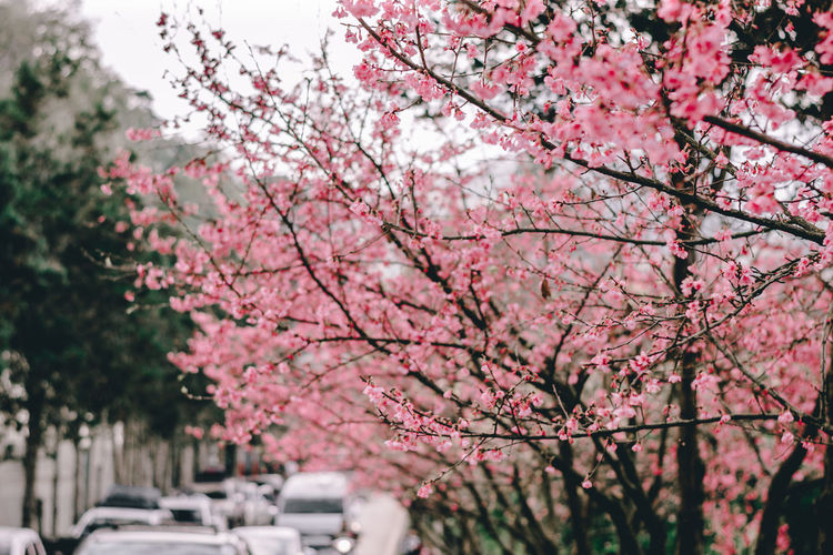 Pink cherry blossoms tree
