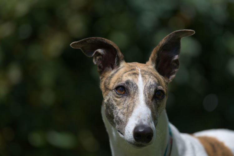 Catch light in the rich brown eyes of this white and brindle pet greyhound sparkles from sunlight.