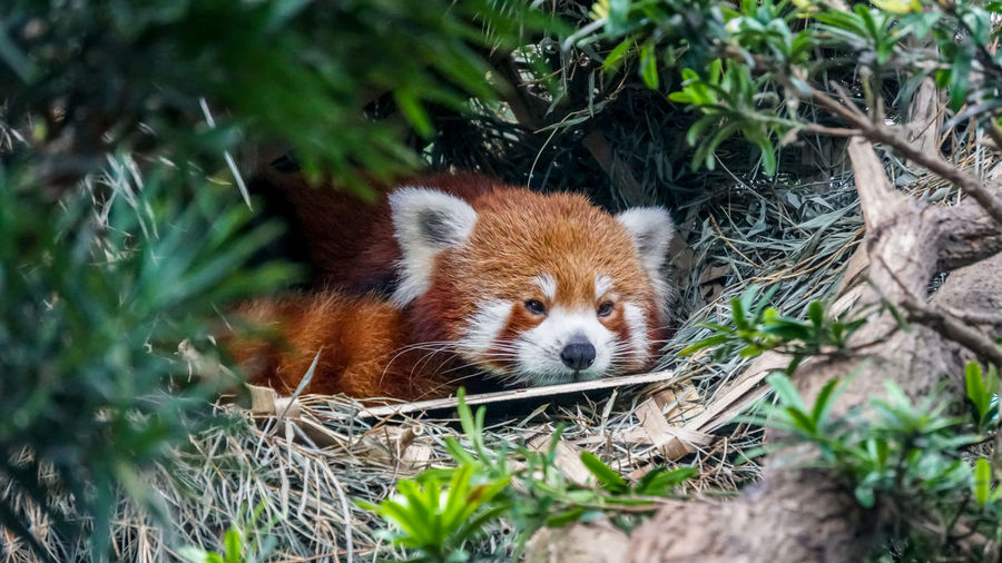 Red panda in nature background
