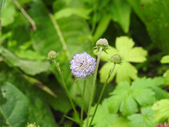 Close-up of small purple flowering plant