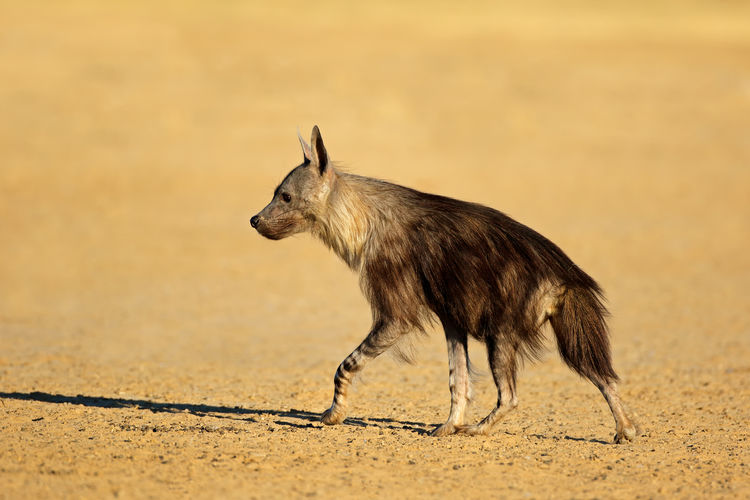 Hyena walking on land