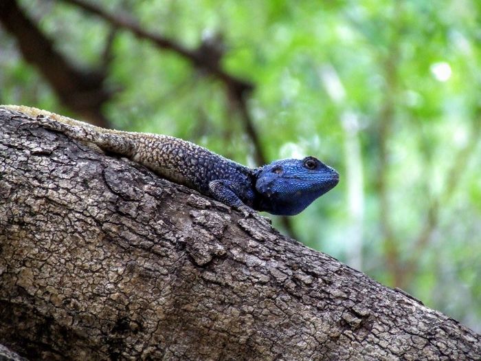 Low angle view of lizard on tree