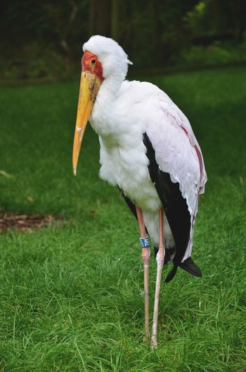 Bird on grassy field