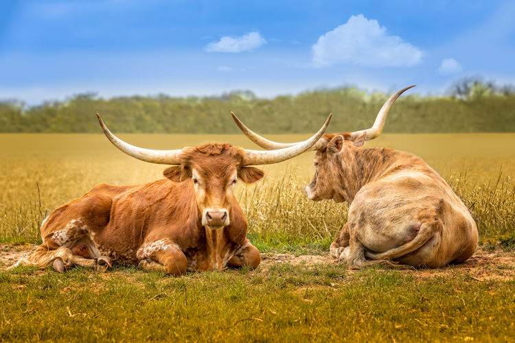 Back and front, two texas longhorn cows relaxing on a green spring meadow in the hill country