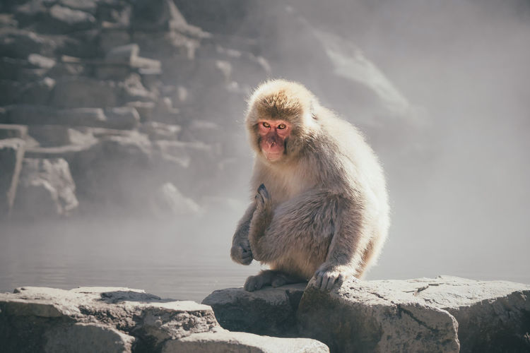 Portrait of japanese macaque sitting on rock