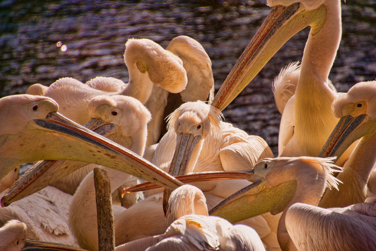 Close-up of a flock of pelicans in the munich zoo