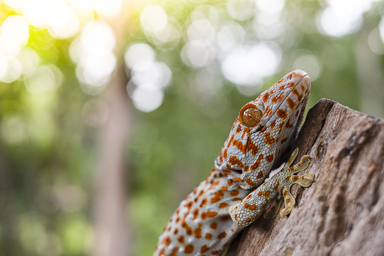 Gecko on wood