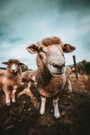 Portrait of sheep on field