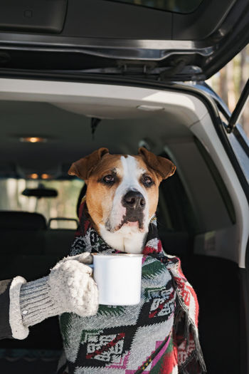 Portrait of a cute staffordshire terrier in blanket with a tin coffee mug sitting in a car trunk.