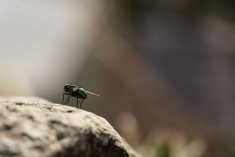 Common green bottle fly close up, macro lucilia sericata fly, sitting on a stone outside