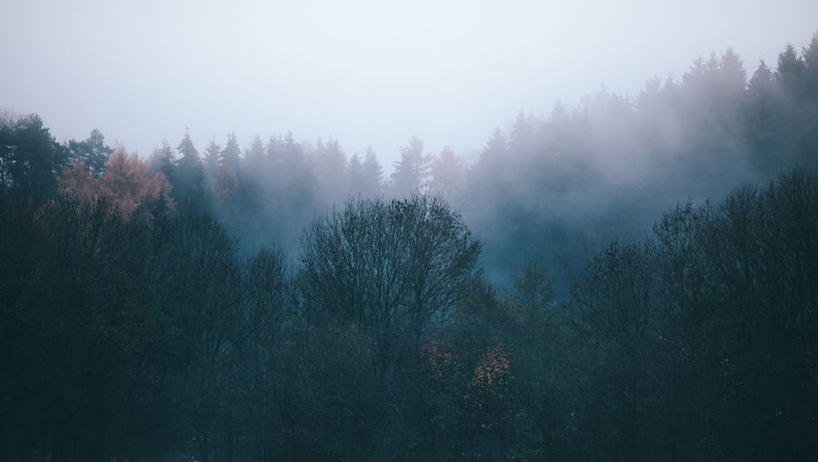 Scenic view of forest in foggy weather