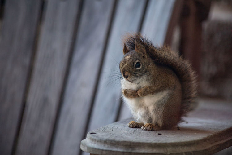 Squirrel sitting on deck chair