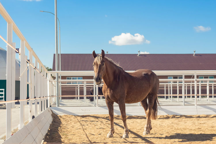 Horse standing in ranch against sky
