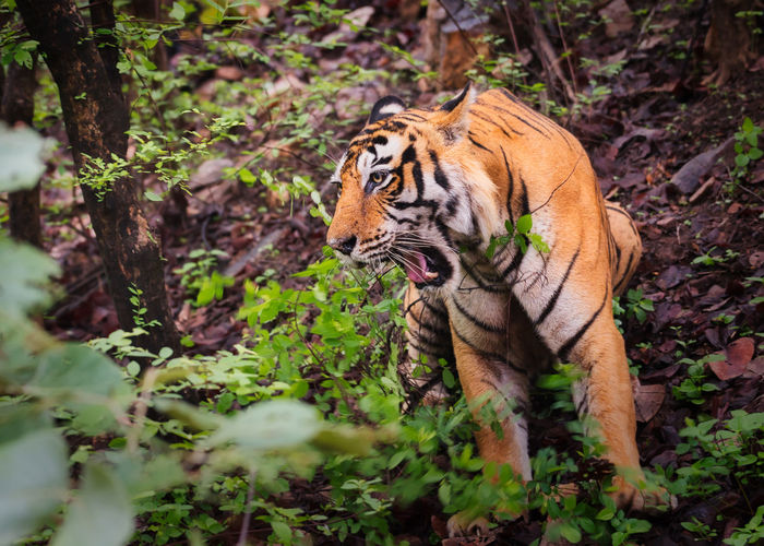A tiger in ranthambhore national park 