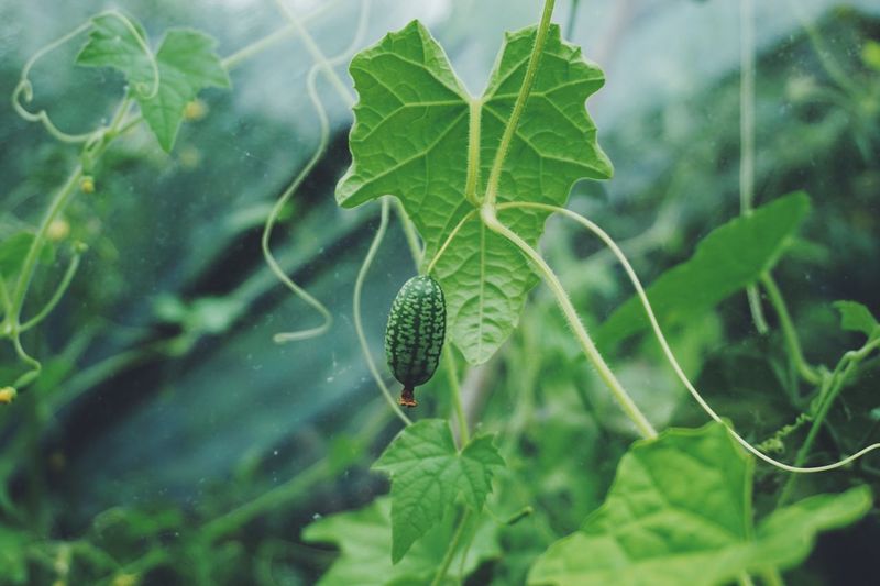 Close-up of insect on plant