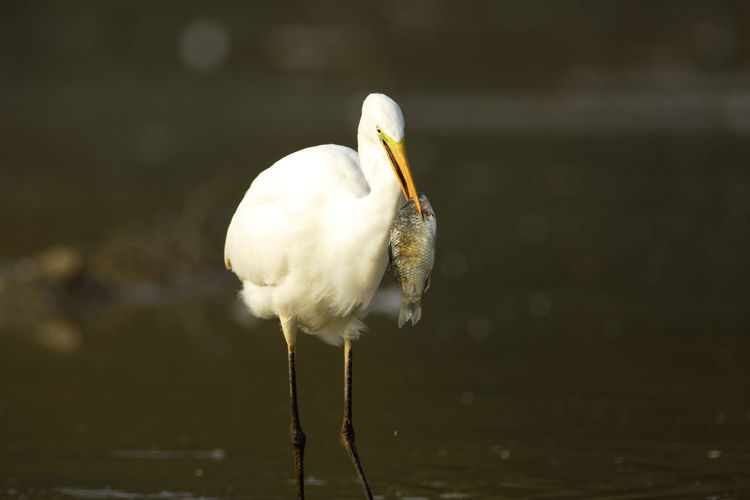 The great egret catching and eating fish in shallow water from crna mlaka