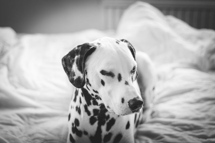 Spotted dalmatian dog resting on bed at home