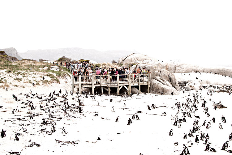 High angle view of penguins at snow covered beach against clear sky