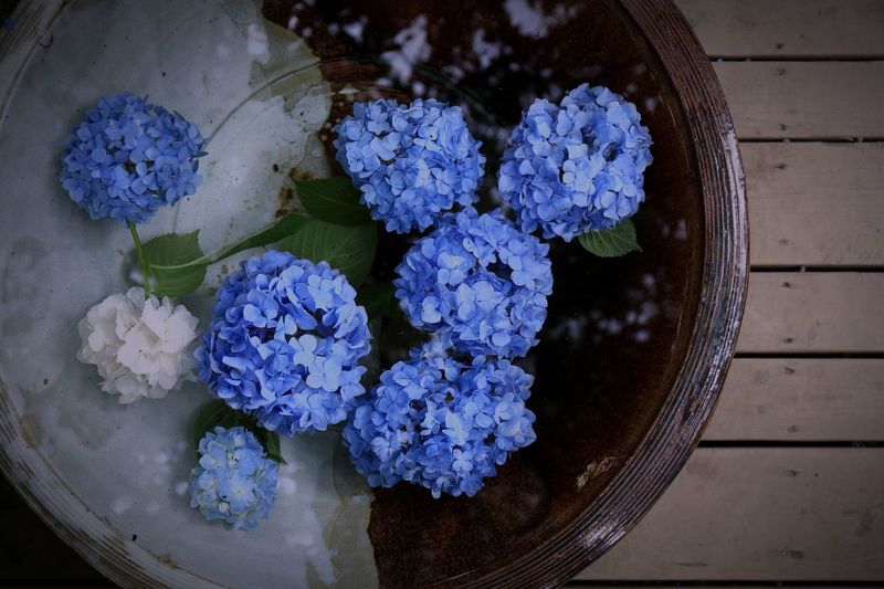 High angle view of hydrangea flowers