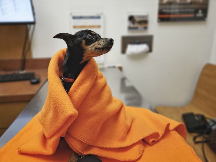 A sick miniature pinscher awaits the arrival of the veterinarian wrapped in an orange blanket.
