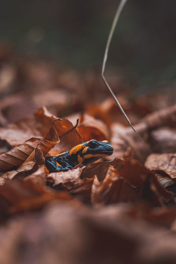 Close-up of the rare fire salamander peeking out from behind the colourful autumn leaves