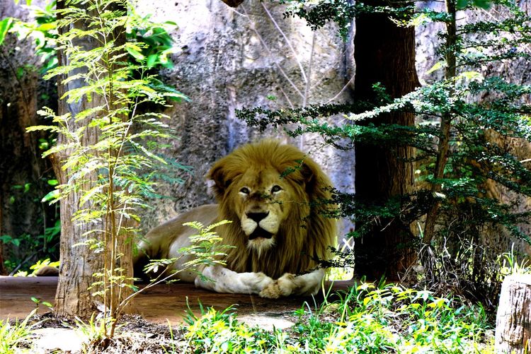 Portrait of lion sitting in a forest