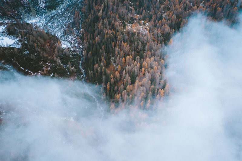 Aerial view of trees in forest during foggy weather