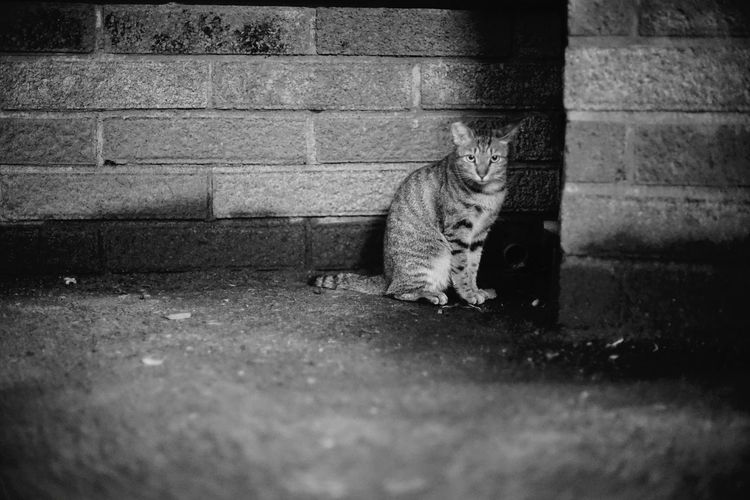 Portrait of cat sitting against wall