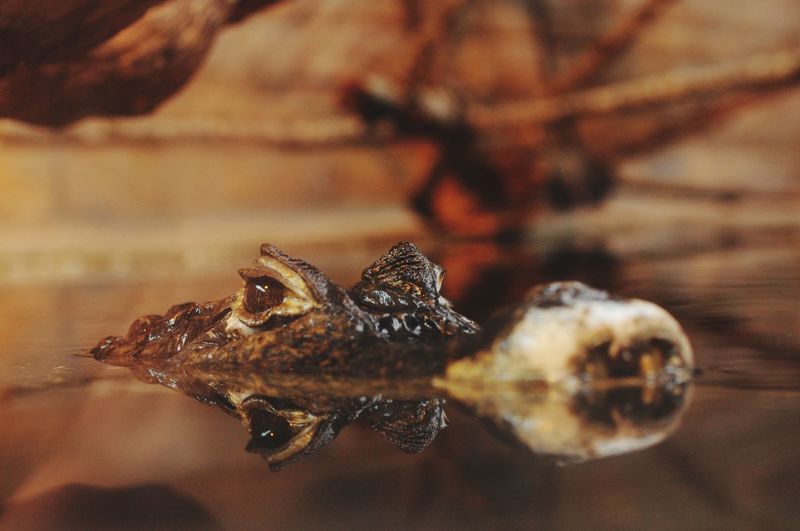 Close-up of crocodile swimming in lake