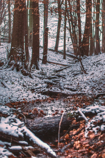 Close-up of trees in forest during winter