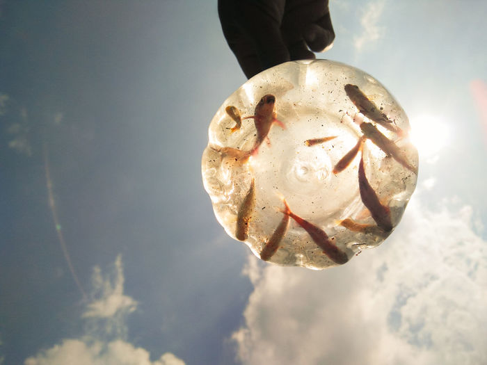 Cropped image of person carrying goldfish in container against sky