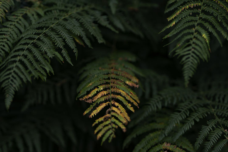 The first fern loses its green color, slight sharpness, soft beautiful bokeh