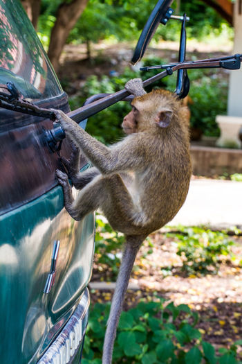 Monkey on truck